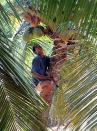 Few takers for job of Coconut plucking even at wages of Rs.14,000/-
